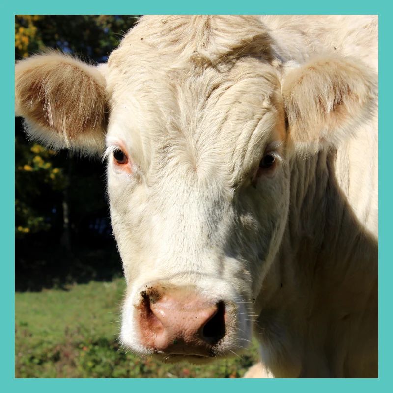 Affiche vache