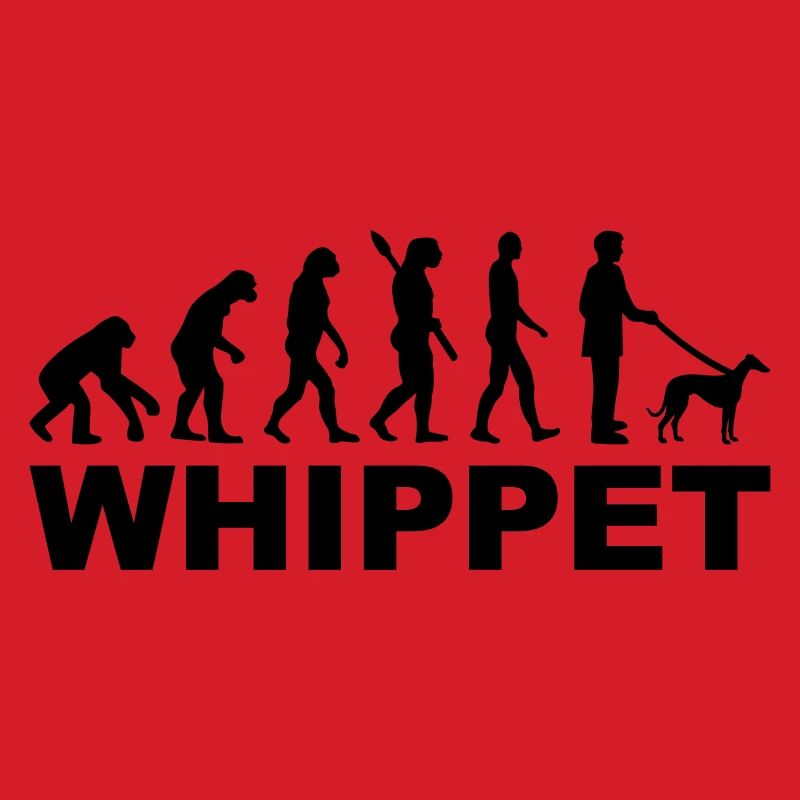 Whippet