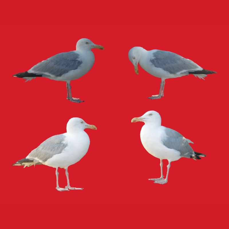 Möwen