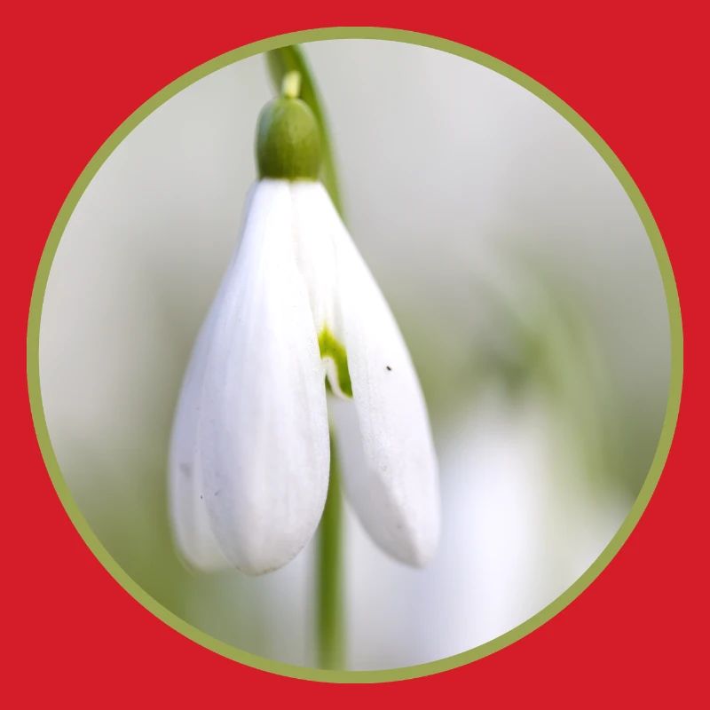 Perce-neige fleur blanche Fleur blanche Éclosion précoce