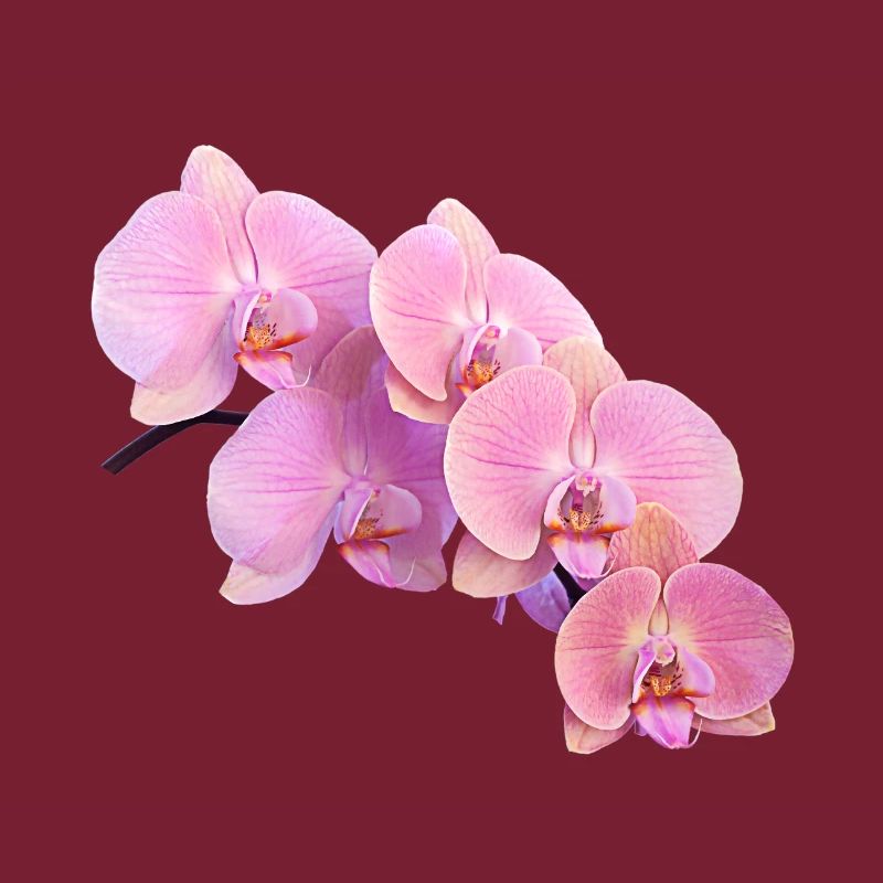 orchidée rose isolé clipart