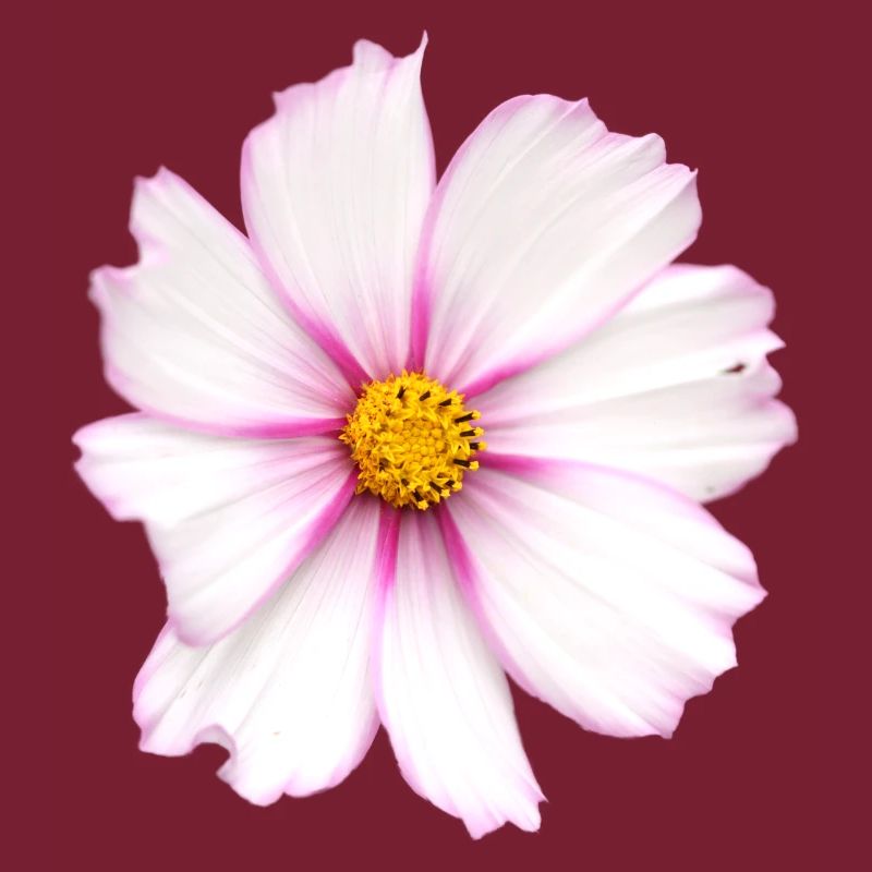 Fleur blanche