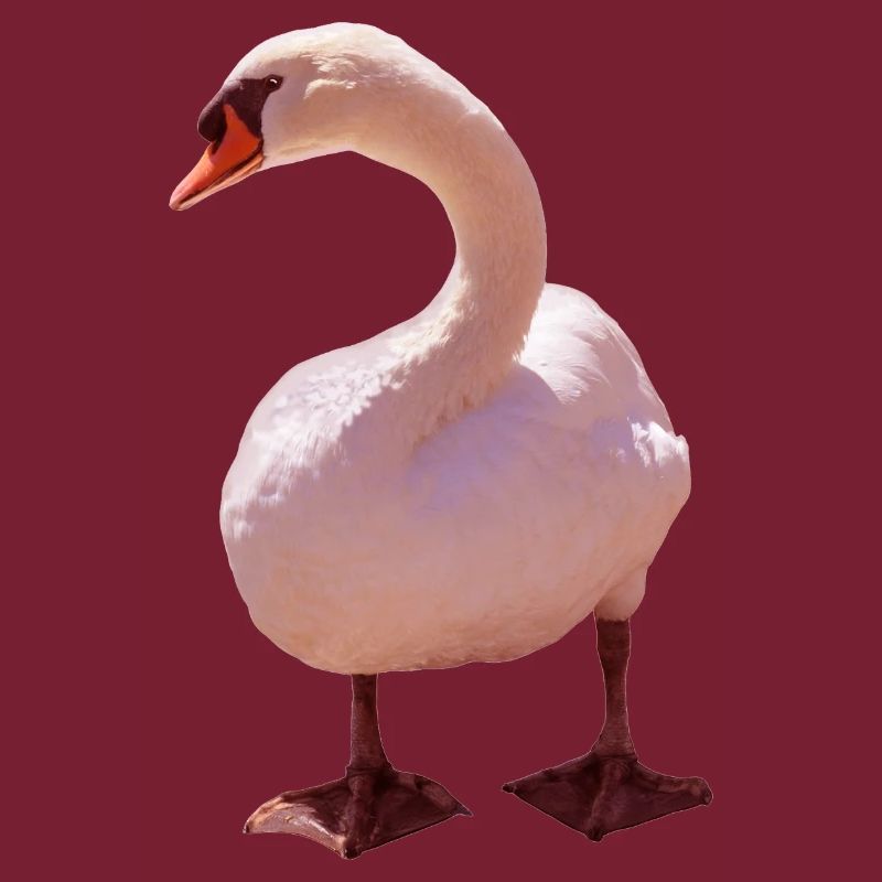 Swan