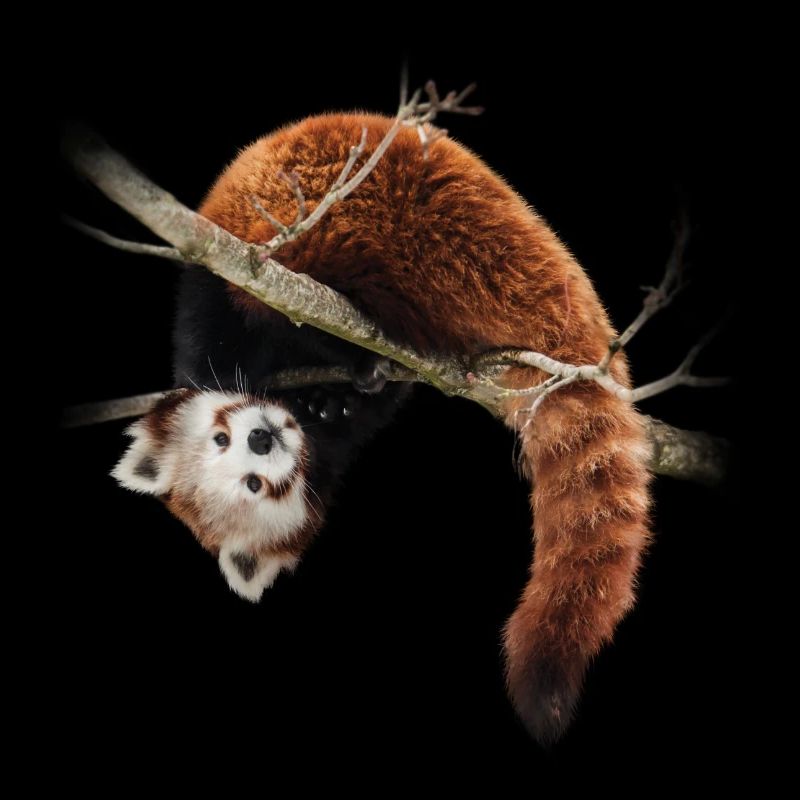 Red panda in the tree
