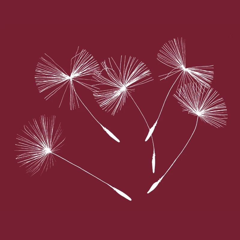 Pusteblumen Löwenzahn Samenkapseln