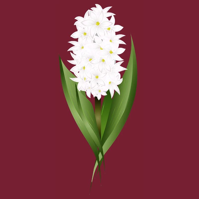 Jacinthe blanche – délicatesse sous forme de fleur