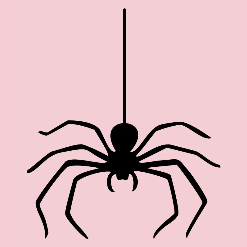 Spider / Spinne