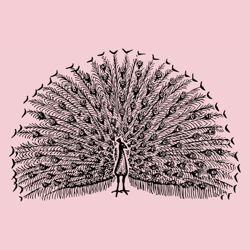 Pfau