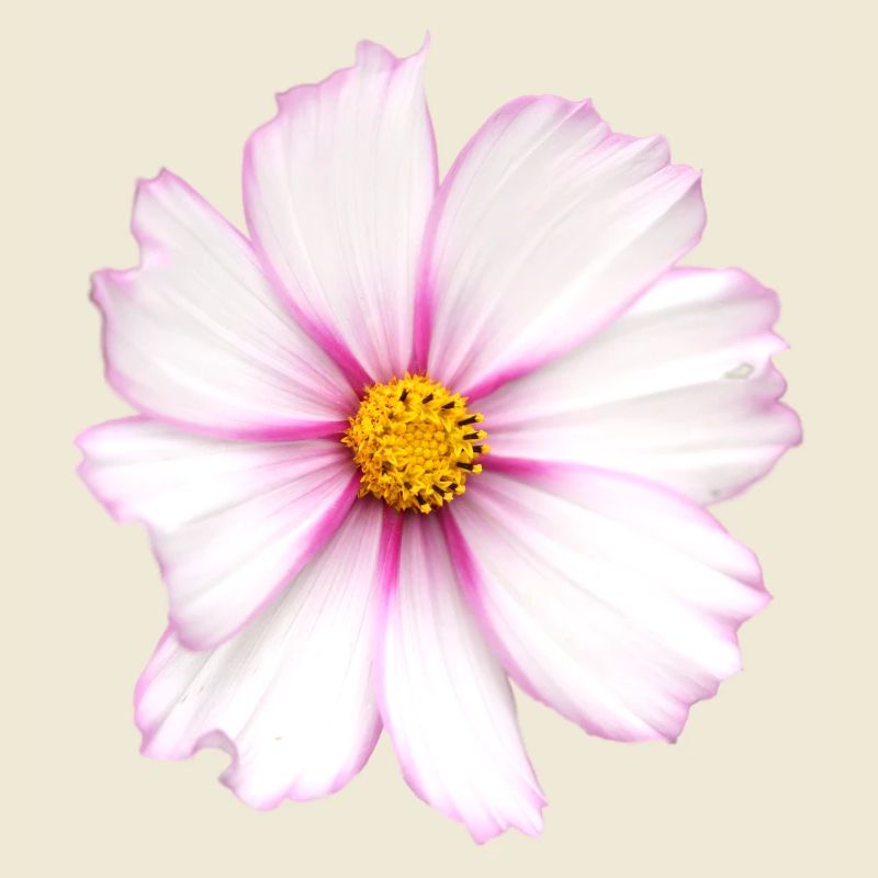 Fleur blanche