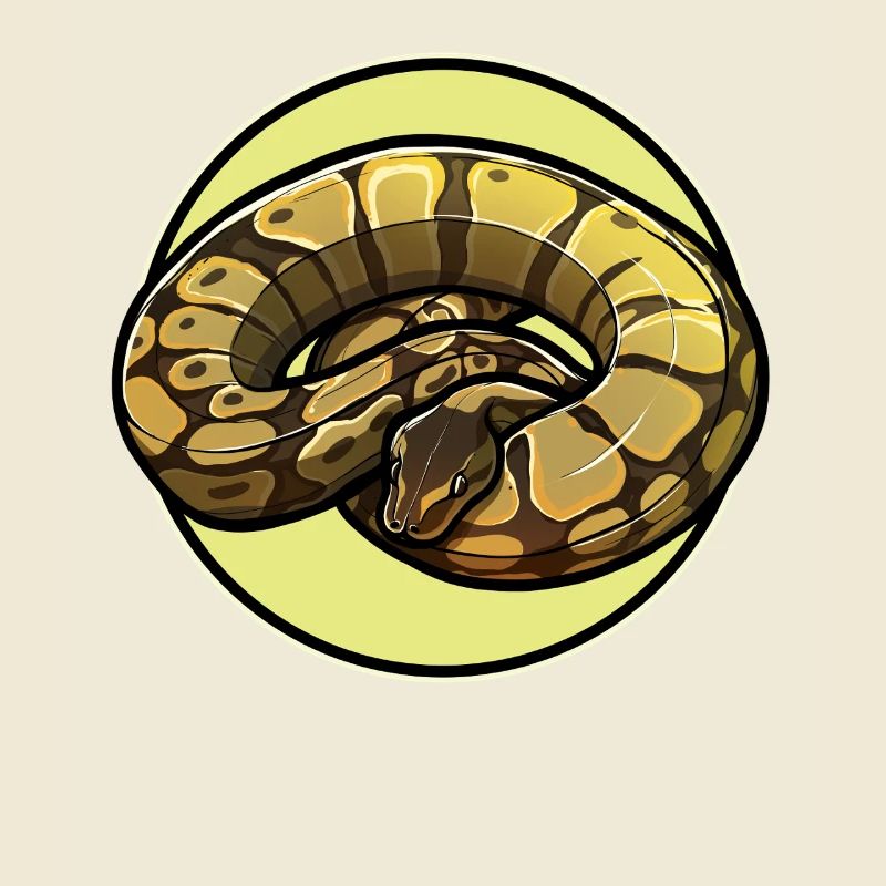 Ball Python Königspythons Königspython