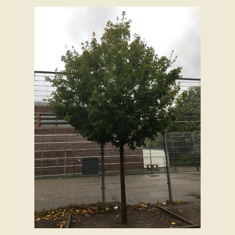 A Tree