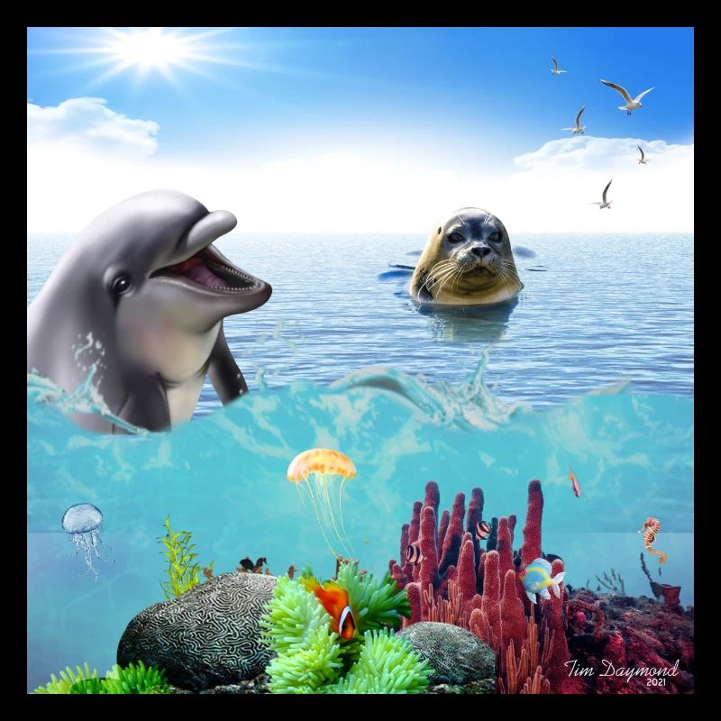 Delfin sæl scene plakat