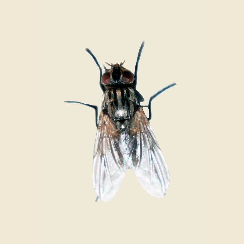 fly