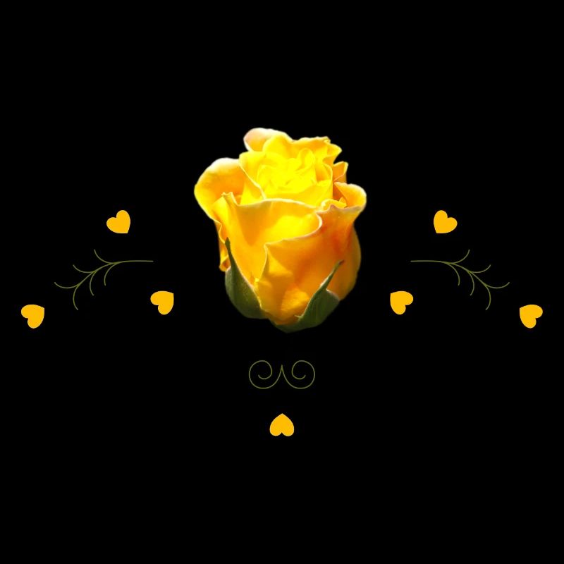 Roses Rose jaune