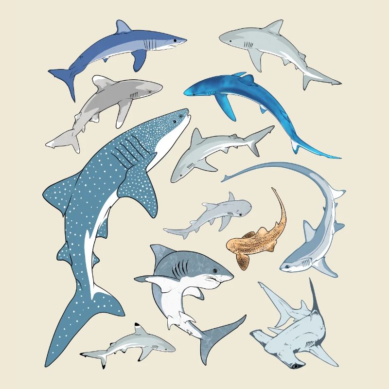 Requin bleu, requin-baleine, requin-marteau, requin requin, espèce de requin