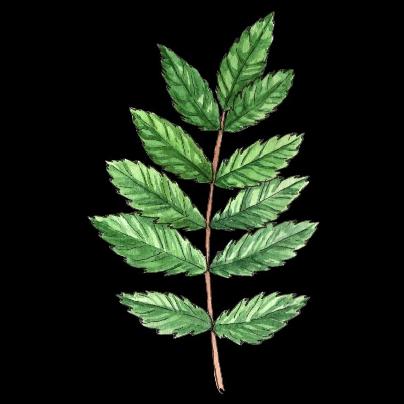 Feuille d'une cendre