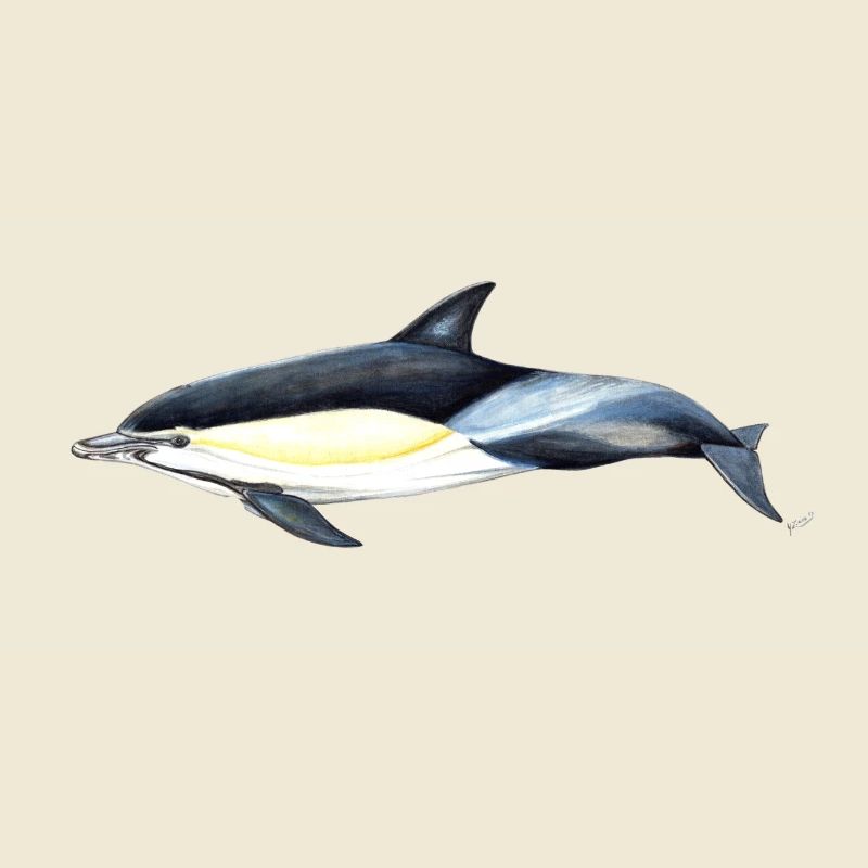 Gemeiner Delphin - Gemeiner Delfin - Delfin gemeinsam