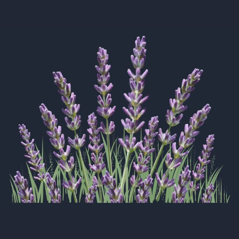 Lavender stalks Lavender