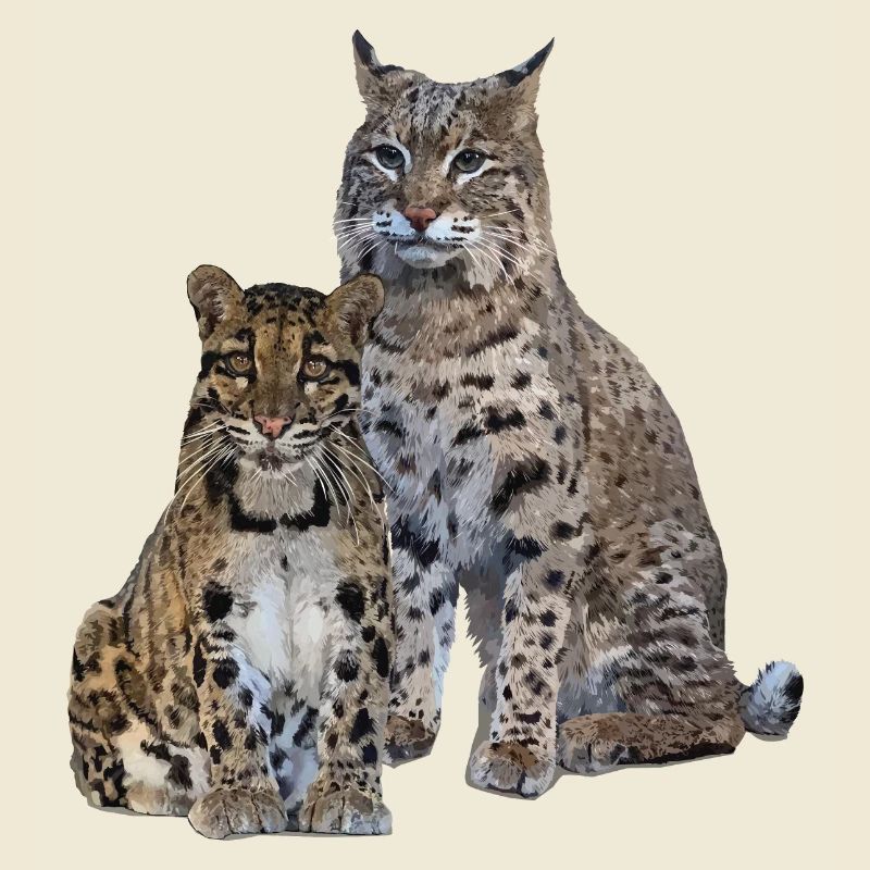 Clouded leopard and lynx