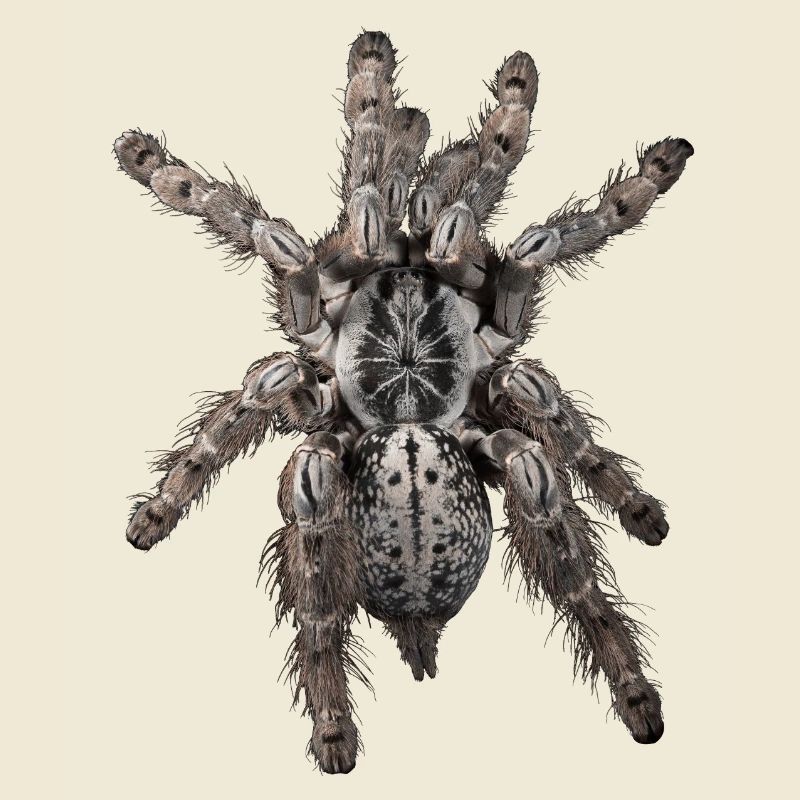 H. maculata