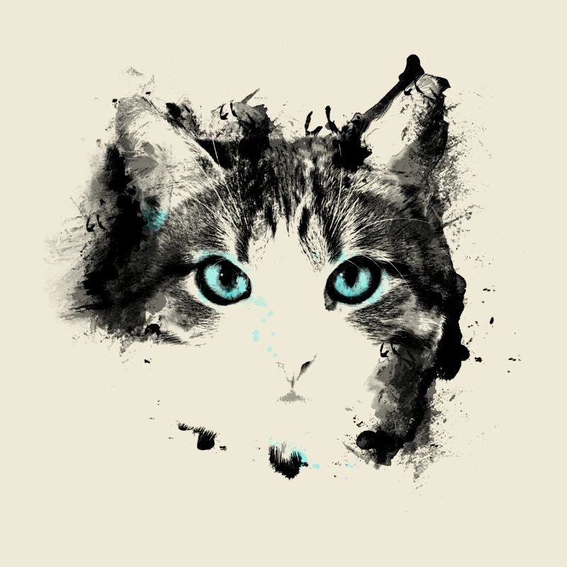 Yeux chat