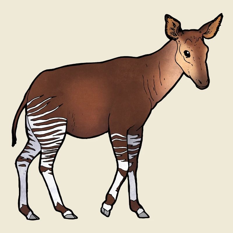 Okapi 02