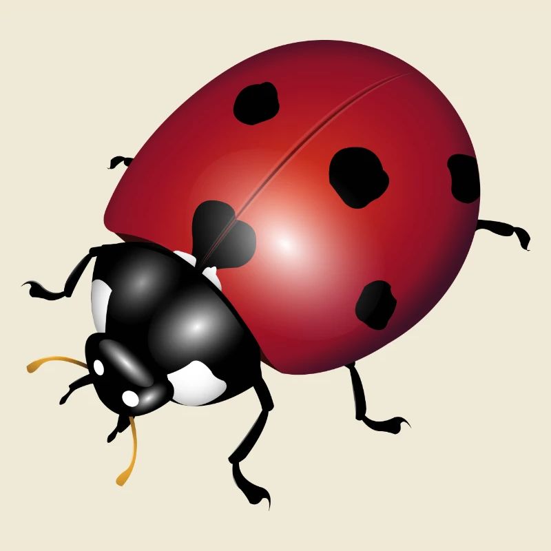 Marienkäfer