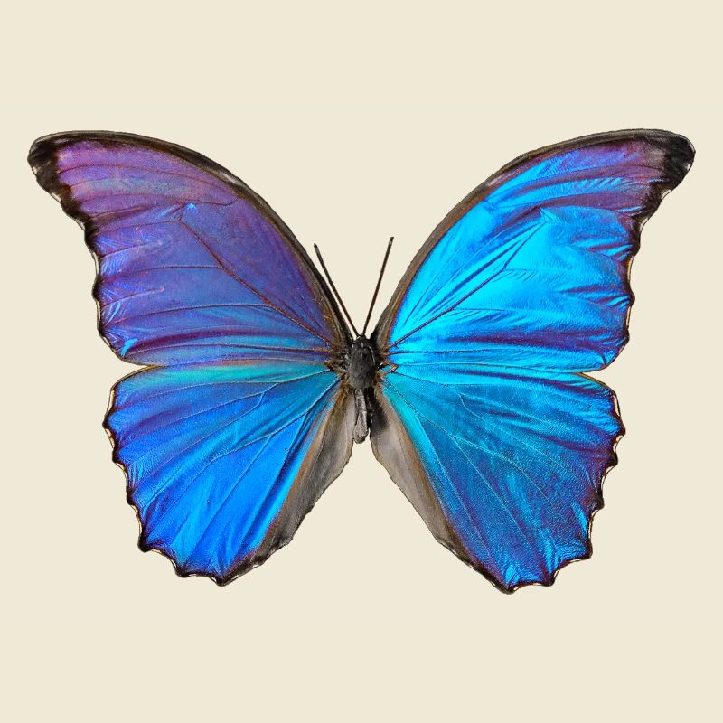 Papillon bleu