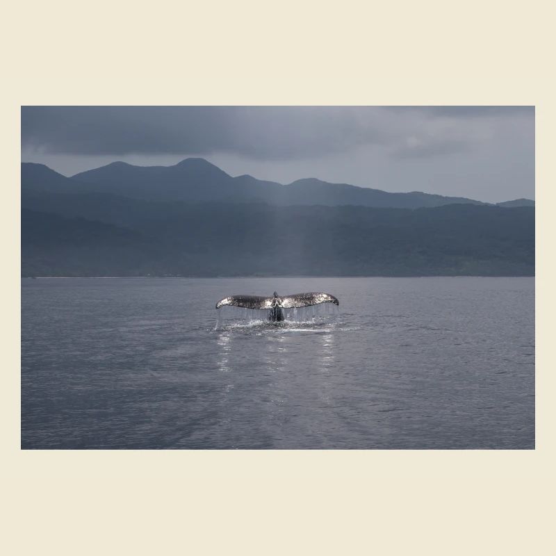 Aileron de baleine