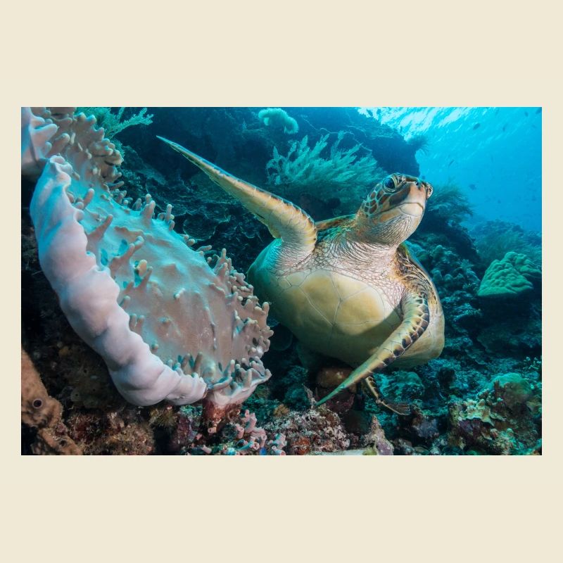 Turtle