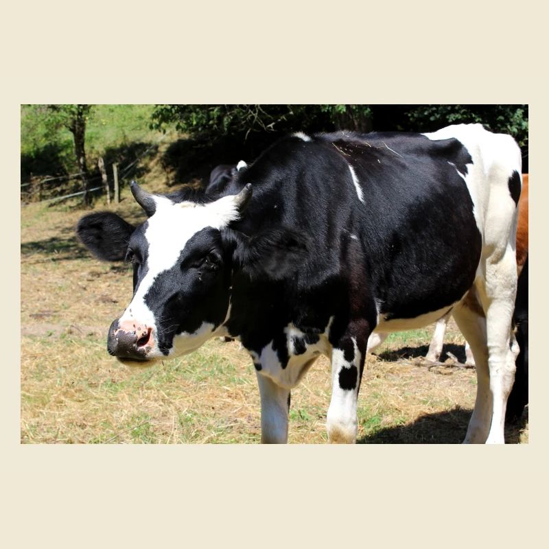 Affiche de vache