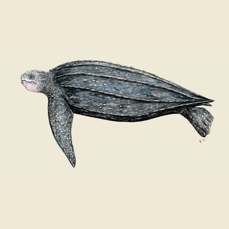 Luth Tortue tortue Luth Luth tortue luth
