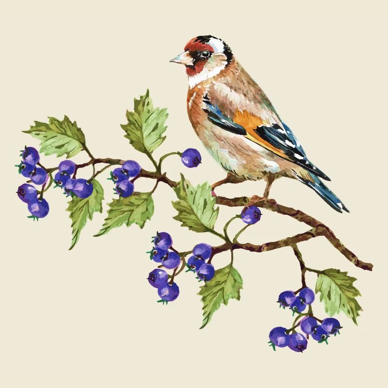 Oiseau coloré