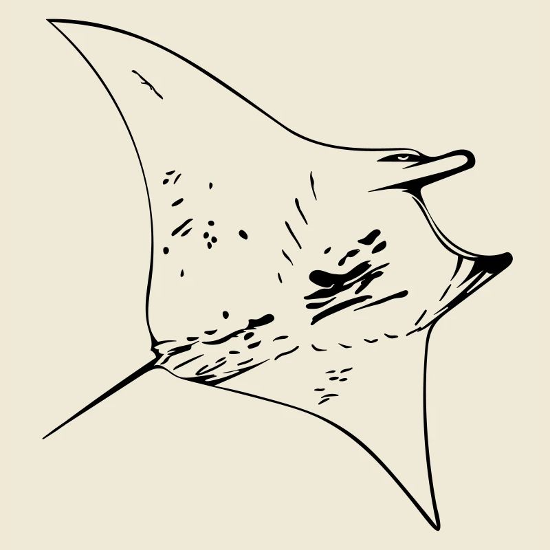 Manta Ray