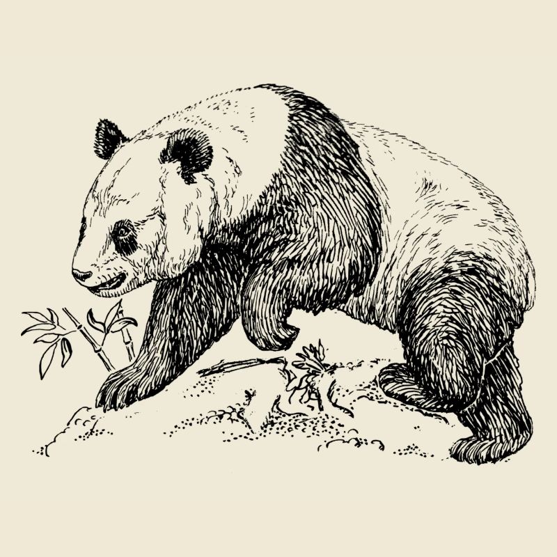 Panda Bär