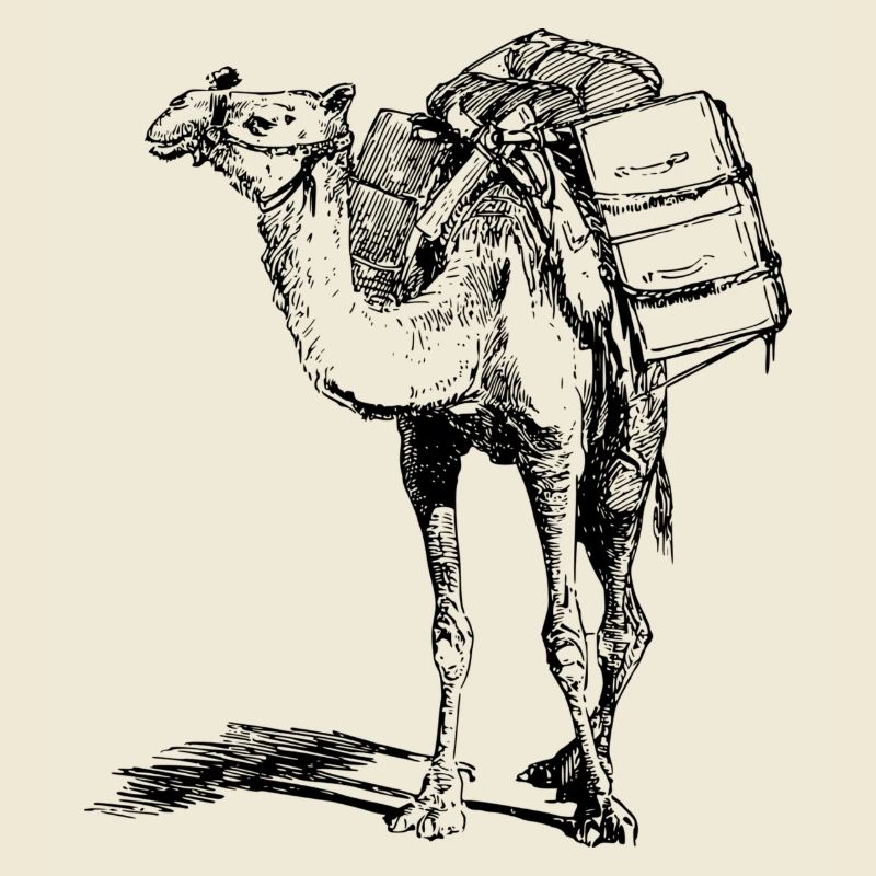 camel