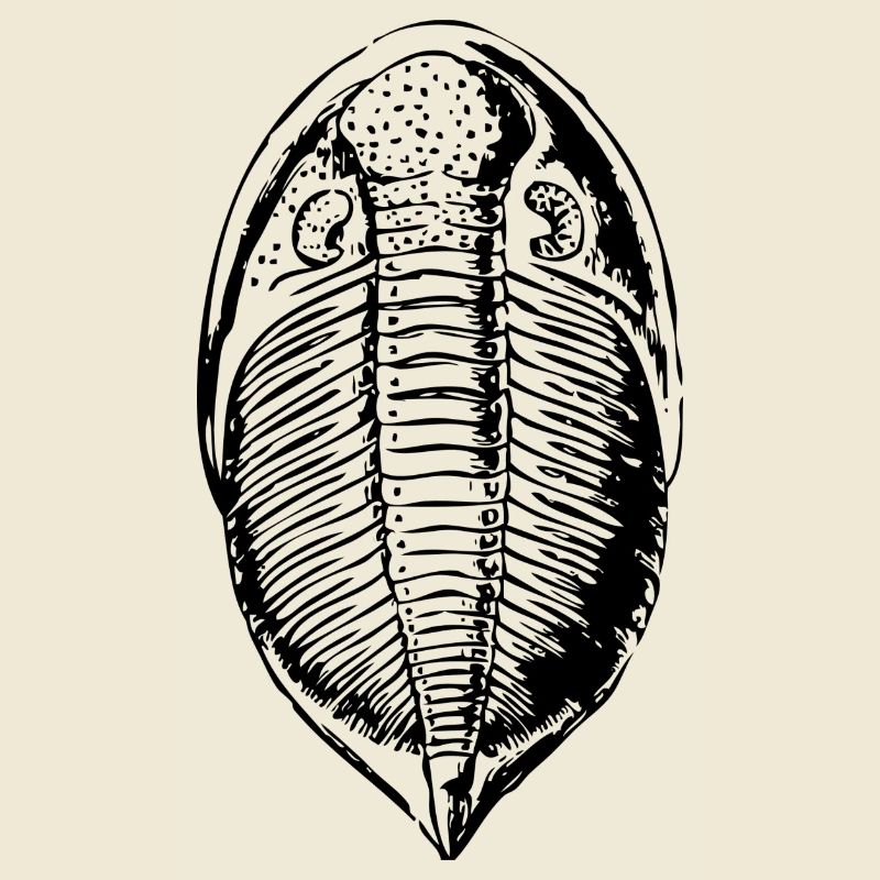 Fossil