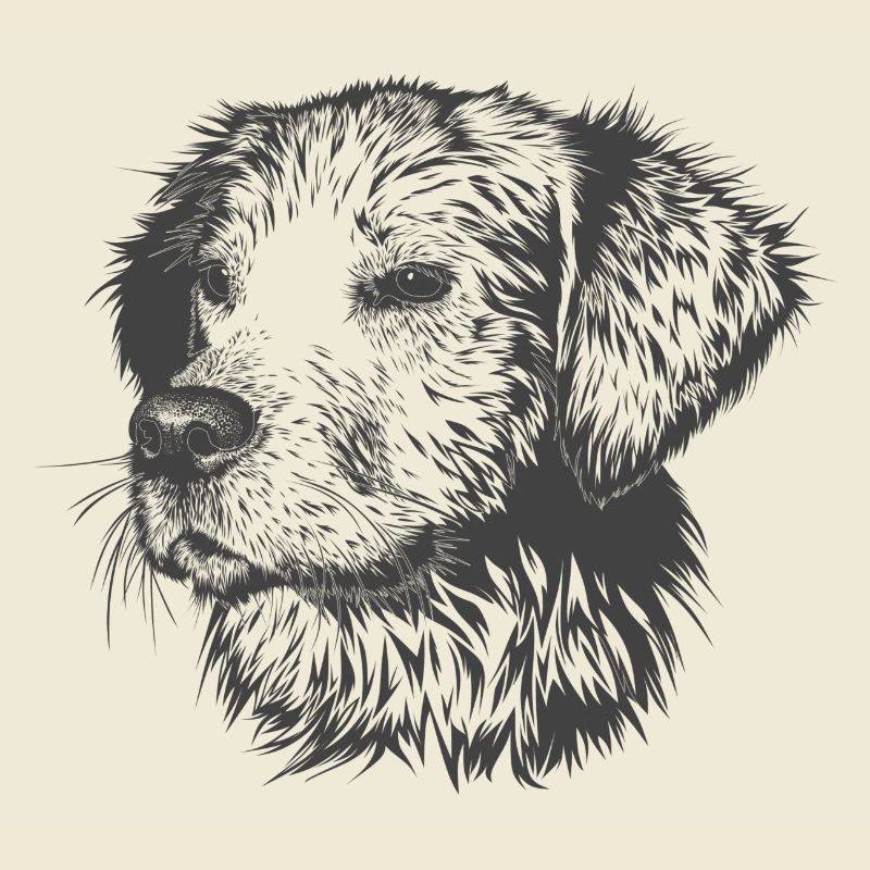 süßer Hund mit grauem, längerem Fell