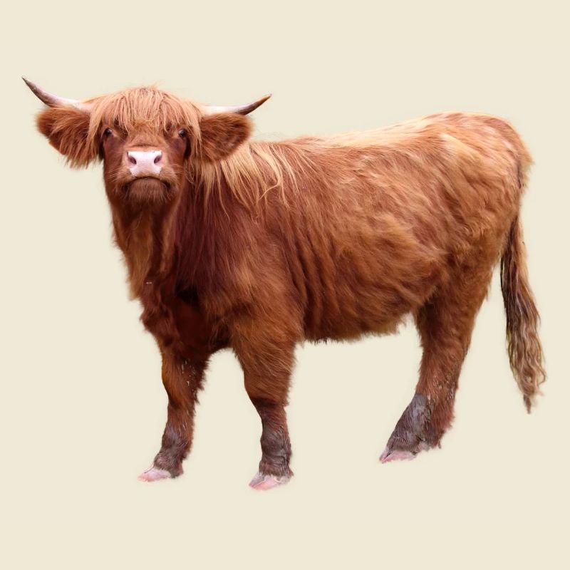 Scottish Highland cattle