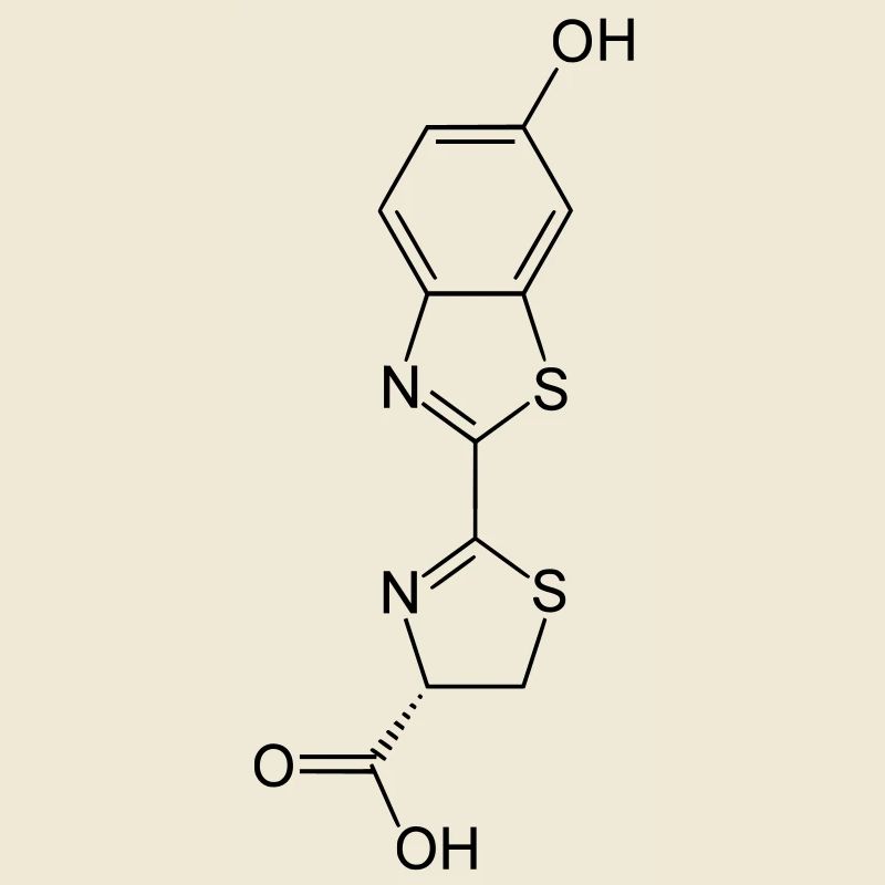 Leuchtend / Glow in the dark firefly luciferin