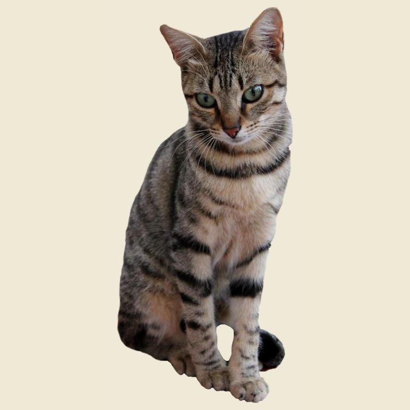 Katze, Kätzchen