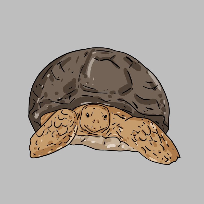 Schildkröte
