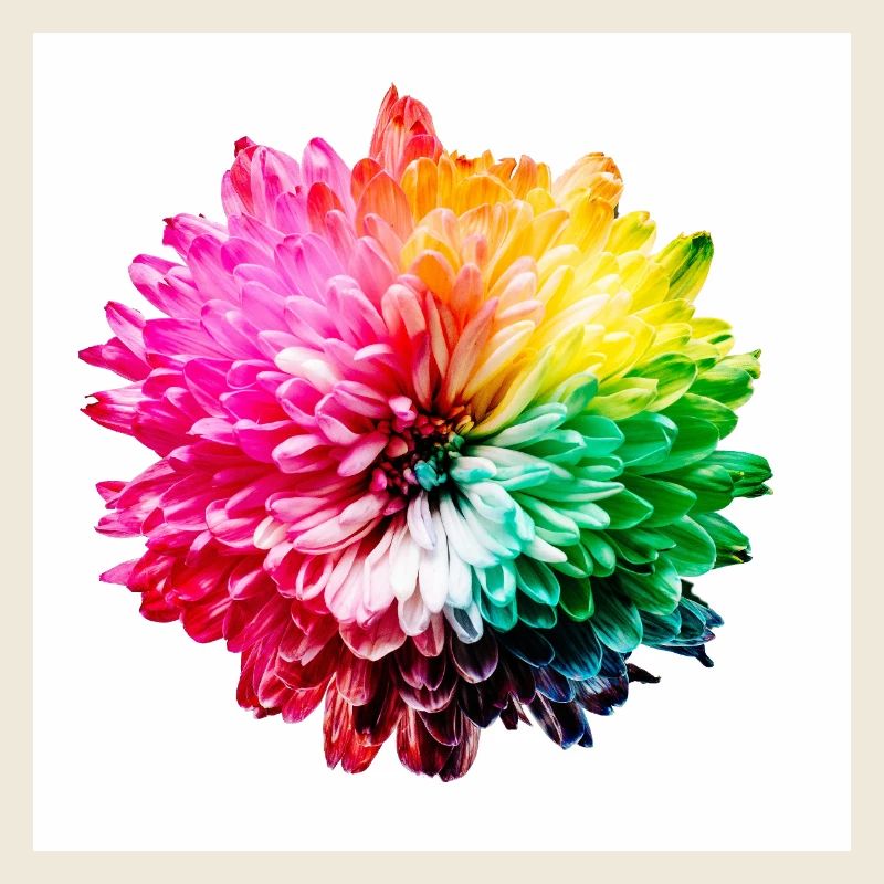 Rainbow Blossom Explosion