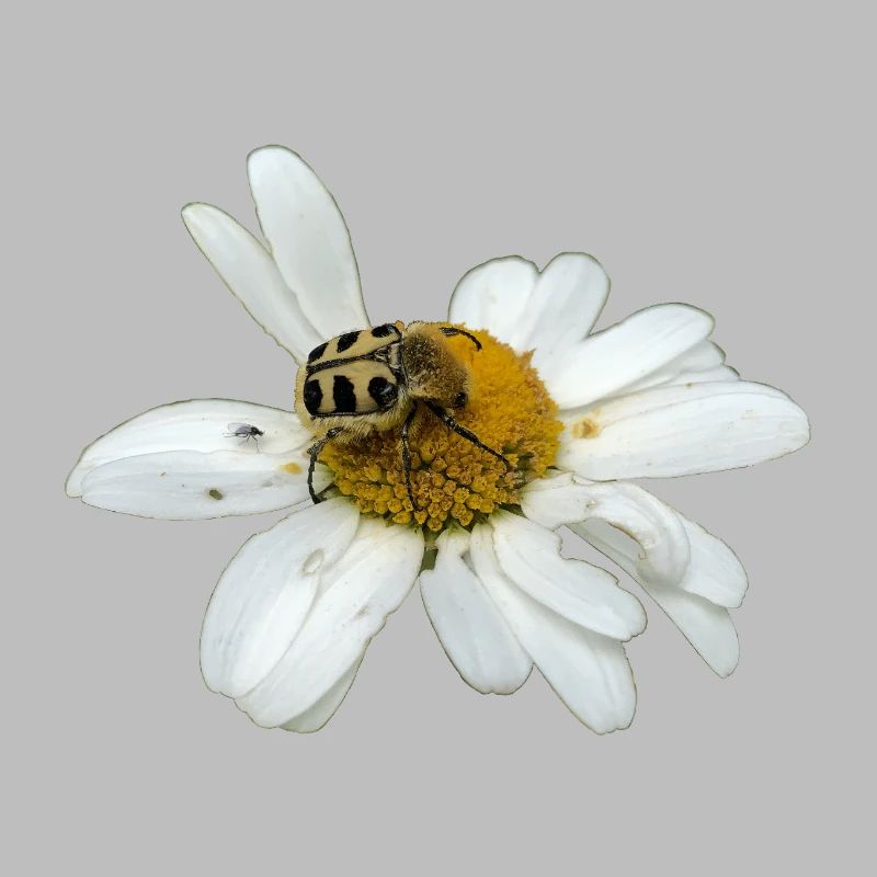 Bee chafer