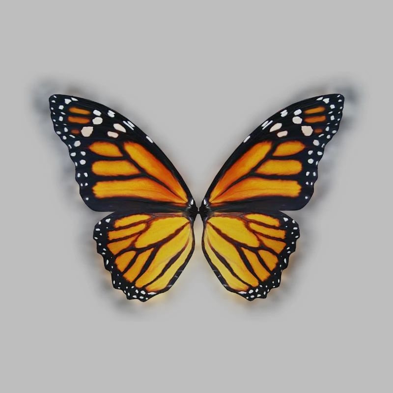 Butterfly spring summer