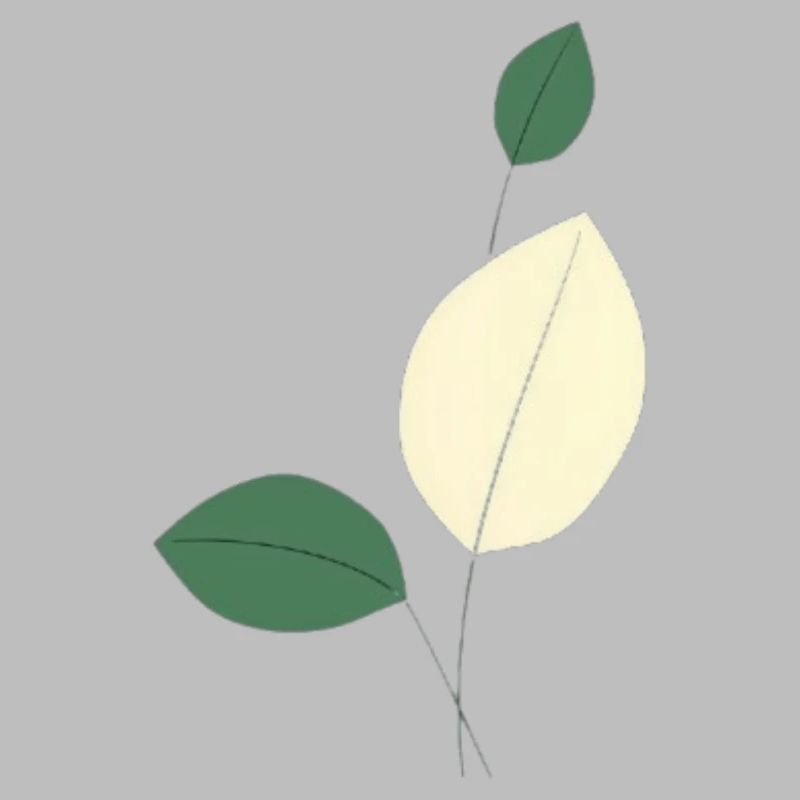 Minimalist leaf study nature