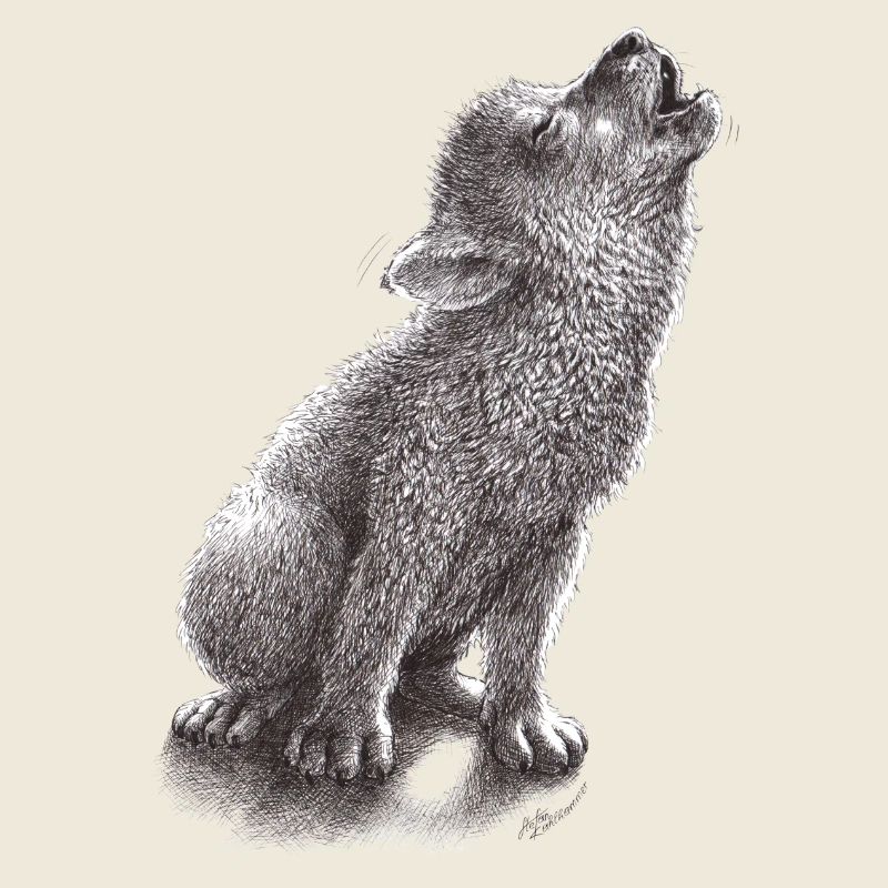 Junger heulender Wolf
