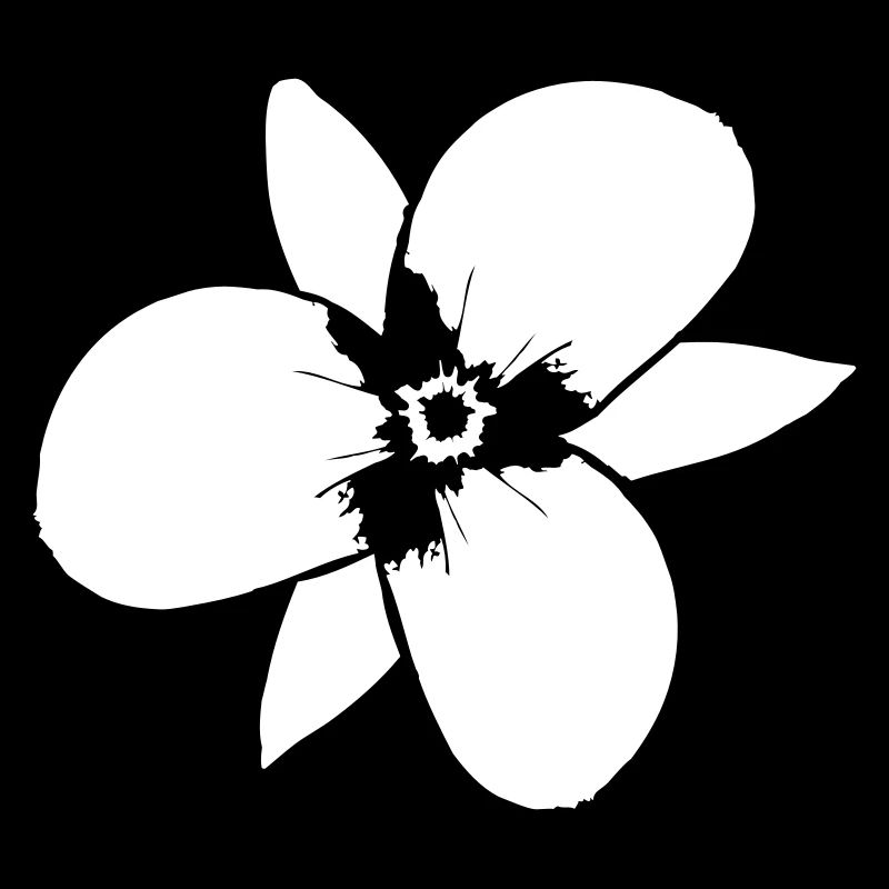 White Beautiful Flower Spring Summer Nature Flower