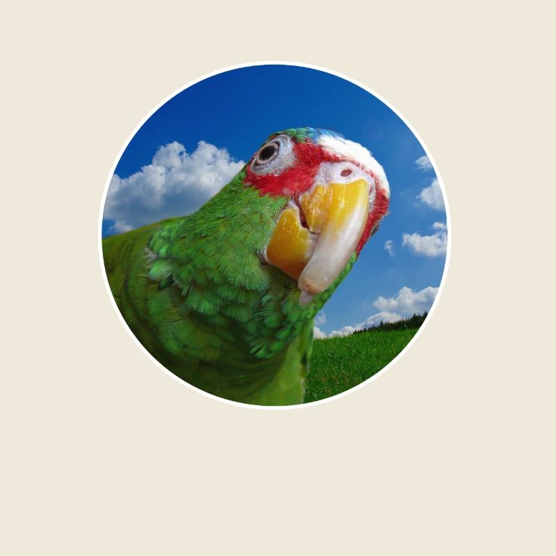 White-fronted Amazon