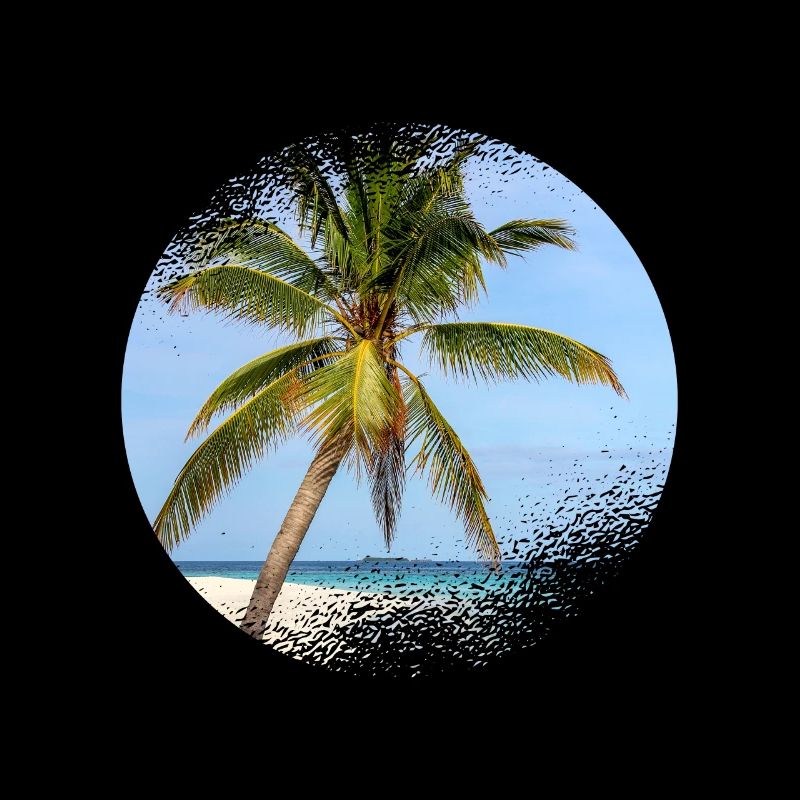 Palmier des Maldives